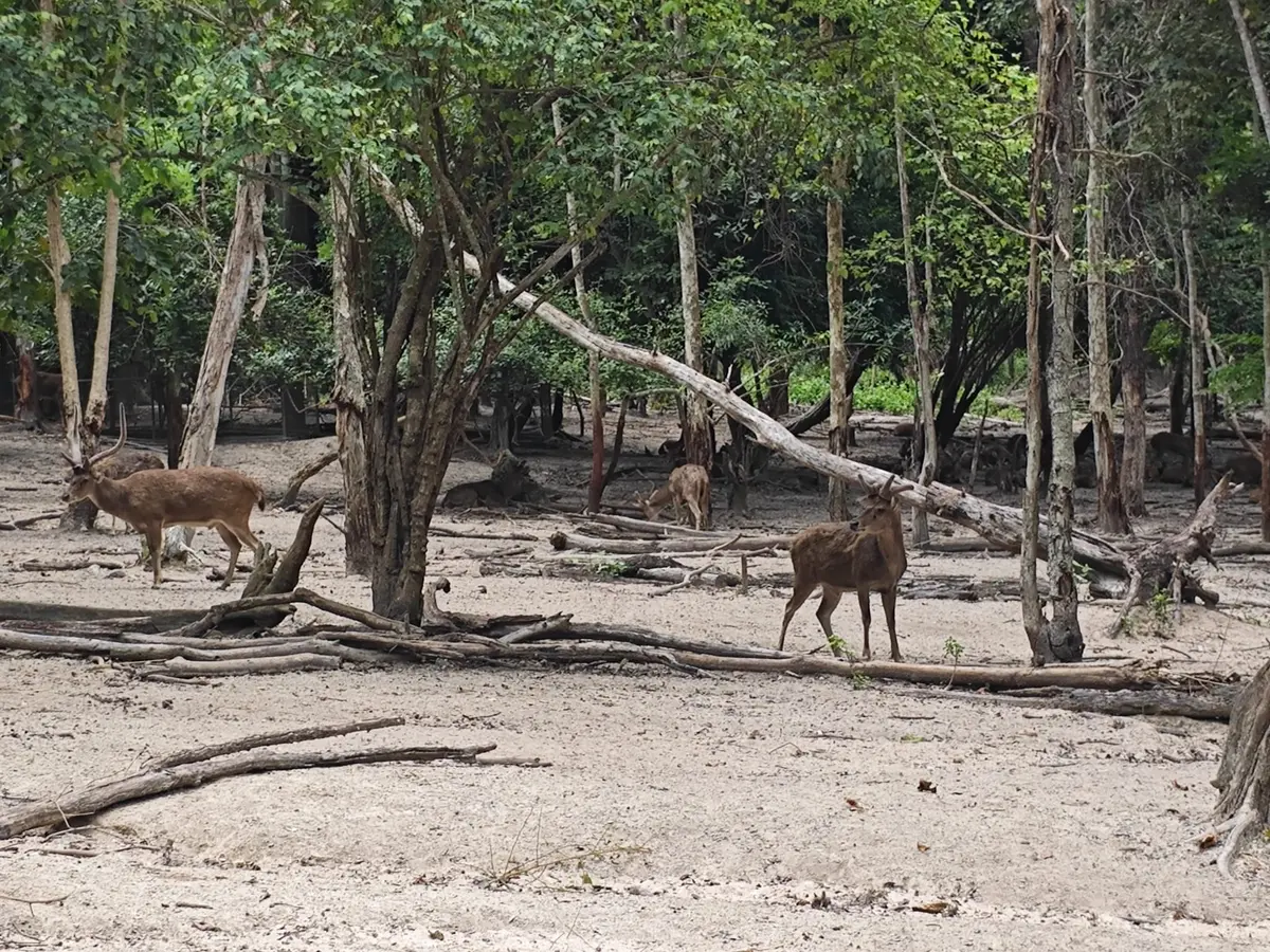 Cerfs dans un espace naturel du refuge WFFT