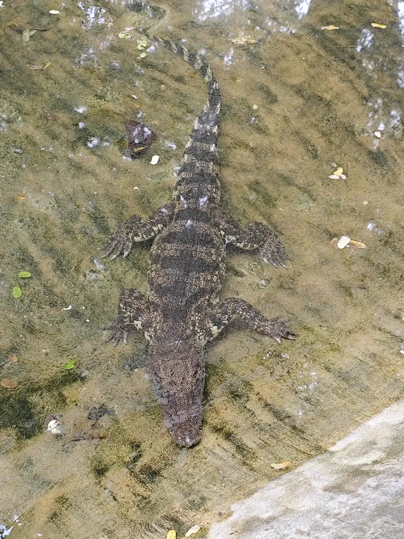 Crocodile recueilli au refuge WFFT près de Hua Hin