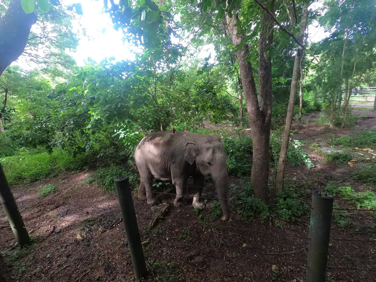 Éléphant aperçu depuis notre chambre à l’I Love Phants Lodge