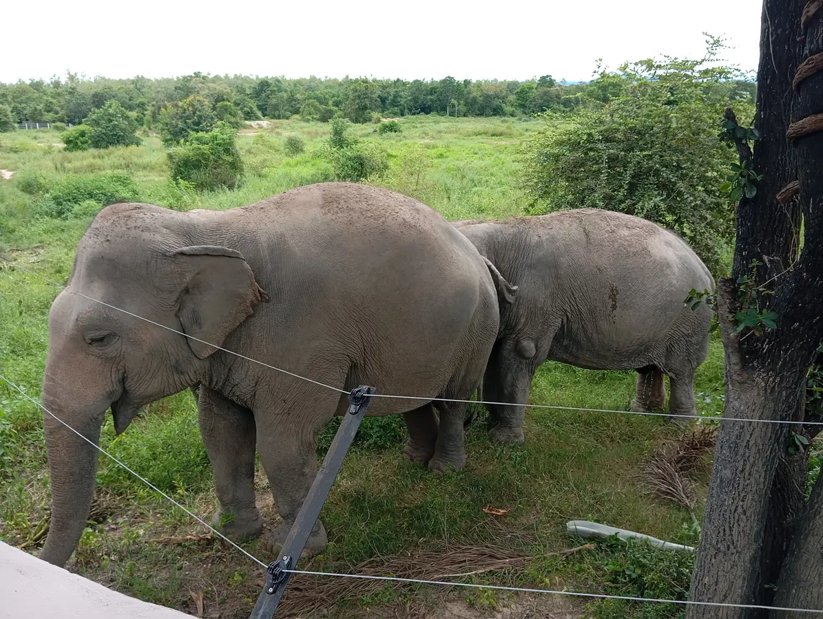Éléphants recueillis au refuge WFFT près de Hua Hin
