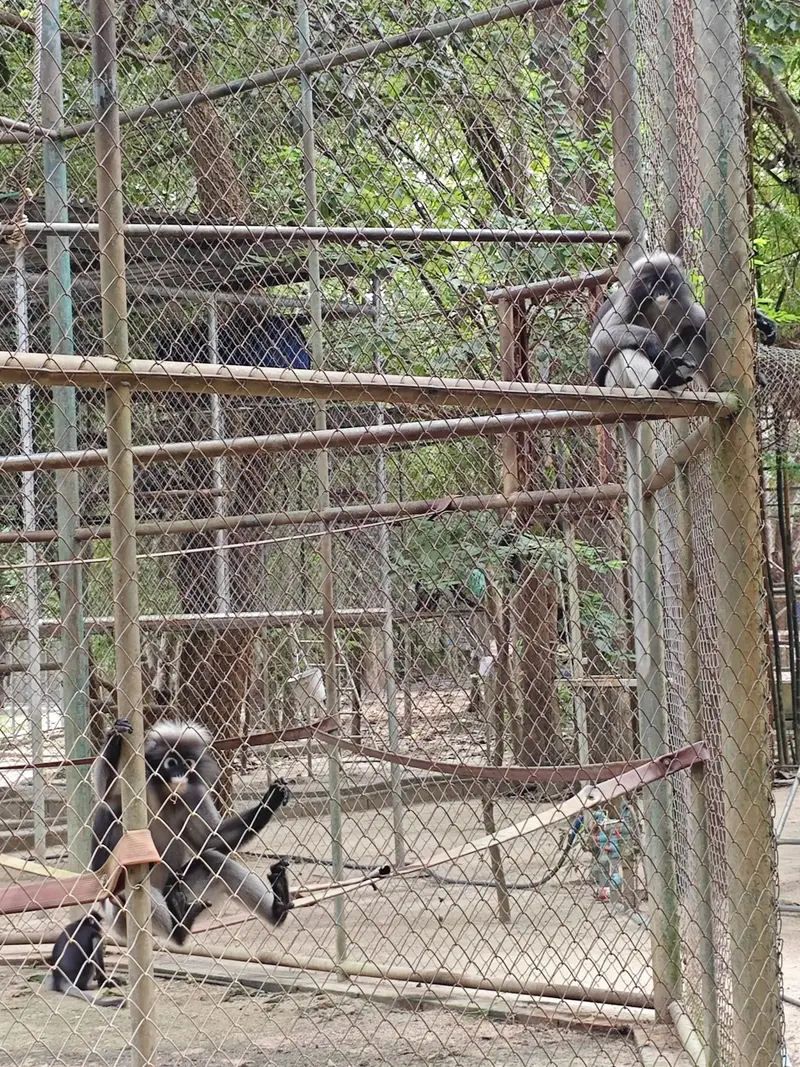 Gibbons recueillis au refuge WFFT