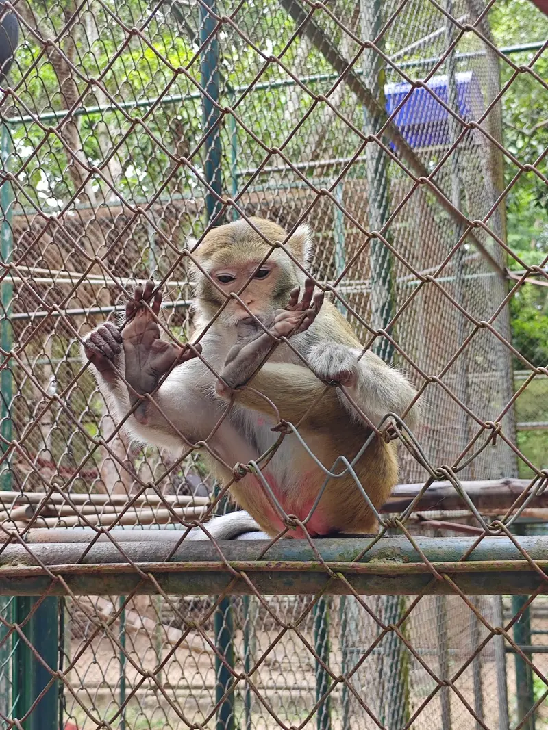 Macaques recueillis au refuge WFFT